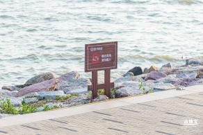 深圳湾公园候鸟季