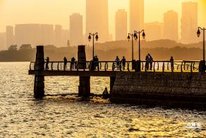 深圳湾公园候鸟季