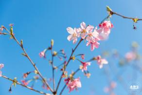 华英路樱花景观公园