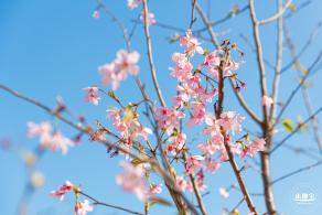 华英路樱花景观公园