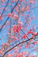 华英路樱花景观公园