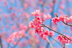 华英路樱花景观公园