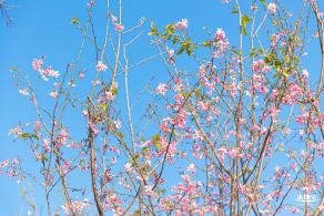 华英路樱花景观公园