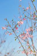 华英路樱花景观公园
