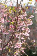 华英路樱花景观公园