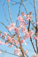 华英路樱花景观公园