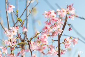 华英路樱花景观公园