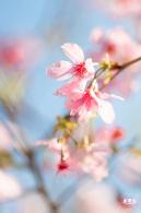华英路樱花景观公园