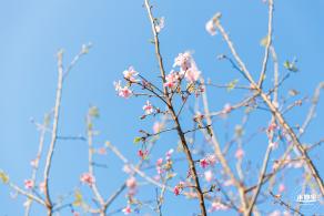 华英路樱花景观公园