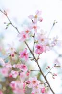 华英路樱花景观公园