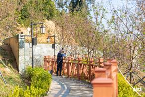 华英路樱花景观公园