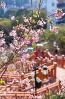 华英路樱花景观公园