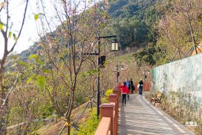 华英路樱花景观公园