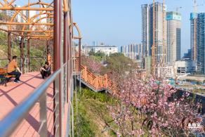 华英路樱花景观公园