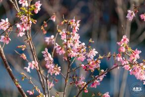 华英路樱花景观公园