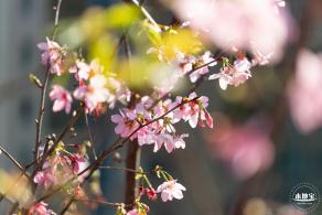 华英路樱花景观公园