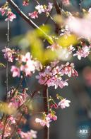 华英路樱花景观公园
