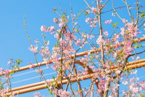 华英路樱花景观公园