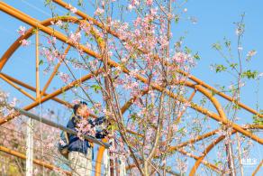 华英路樱花景观公园