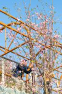 华英路樱花景观公园