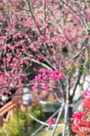 华英路樱花景观公园