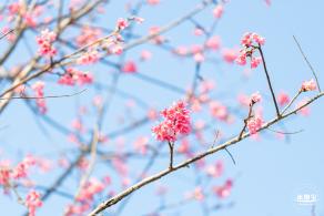 华英路樱花景观公园