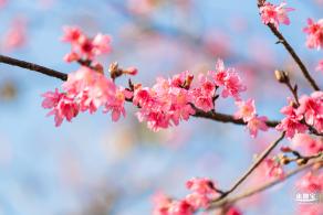 华英路樱花景观公园