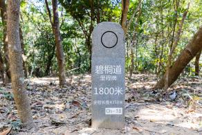 梧桐山