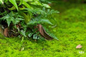 植树节-春