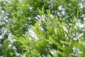 植树节-春