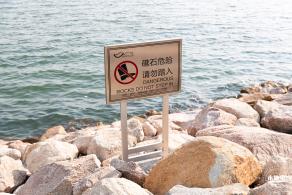 欢乐港湾马鞭草