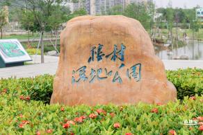 楼村湿地公园美人蕉