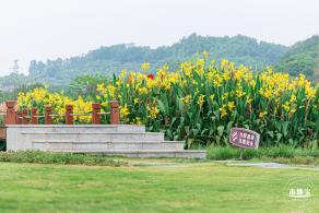 楼村湿地公园美人蕉