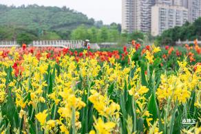 楼村湿地公园美人蕉