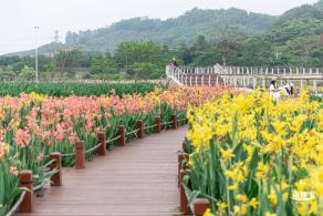 楼村湿地公园美人蕉