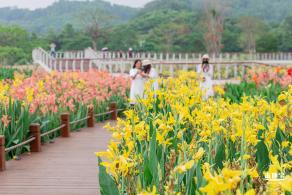 楼村湿地公园美人蕉