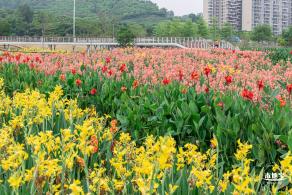 楼村湿地公园美人蕉