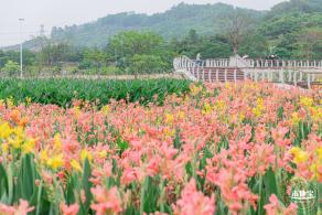 楼村湿地公园美人蕉