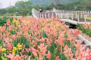 楼村湿地公园美人蕉