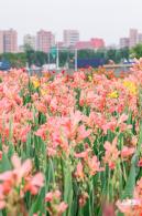 楼村湿地公园美人蕉