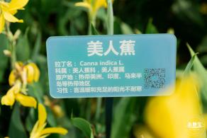 楼村湿地公园美人蕉
