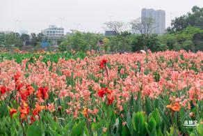 楼村湿地公园美人蕉