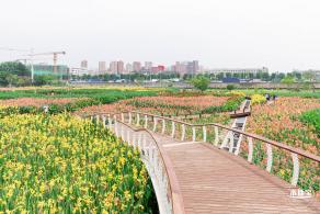 楼村湿地公园美人蕉