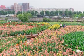 楼村湿地公园美人蕉