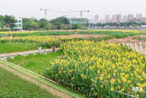 楼村湿地公园美人蕉