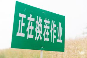 楼村湿地公园美人蕉