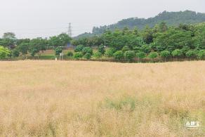 楼村湿地公园美人蕉