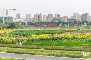 楼村湿地公园美人蕉