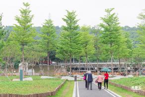 楼村湿地公园美人蕉