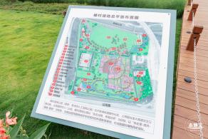 楼村湿地公园美人蕉